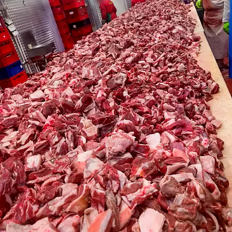 Carne de lucru oaie – fotografie din fabrica Gabioti
